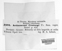 Spilocaea crataegi image